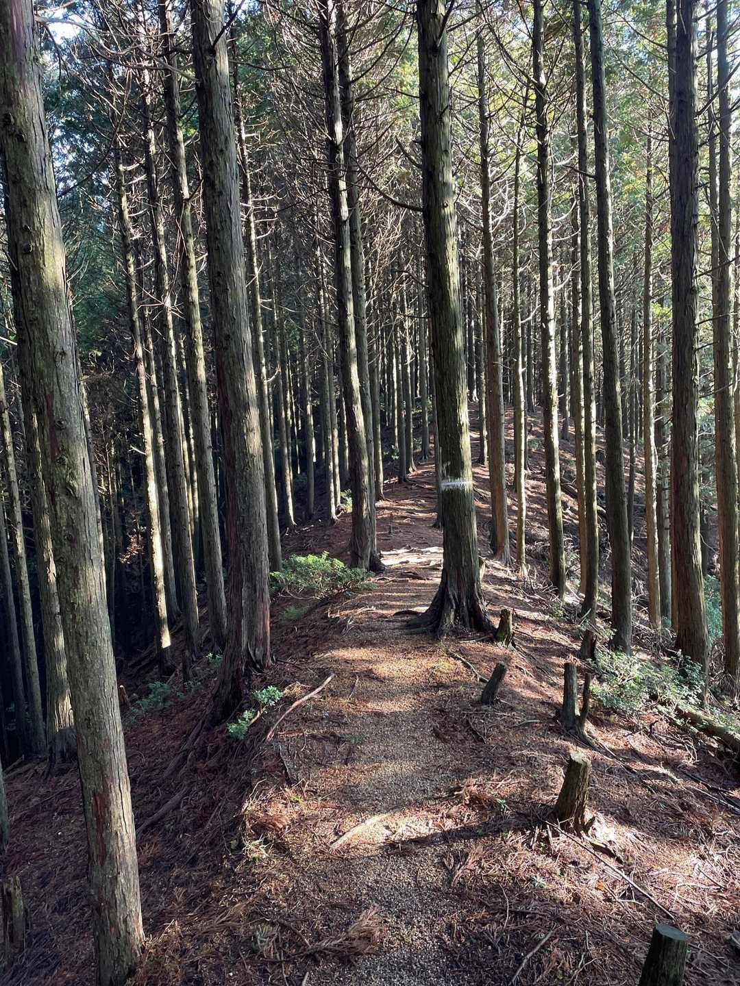 安楽峠登山口-臼杵ヶ岳-小太郎峠-船石 往復コースの写真