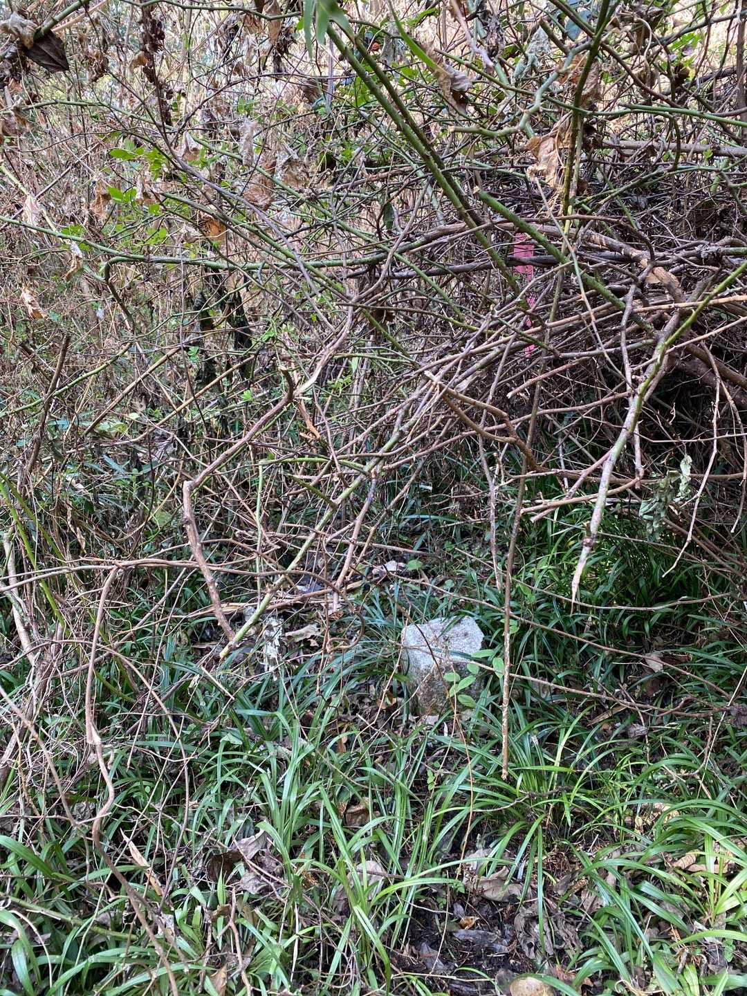 この三角点回り草ぼうぼう
