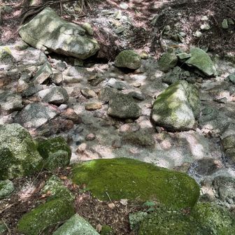川の水キレイ