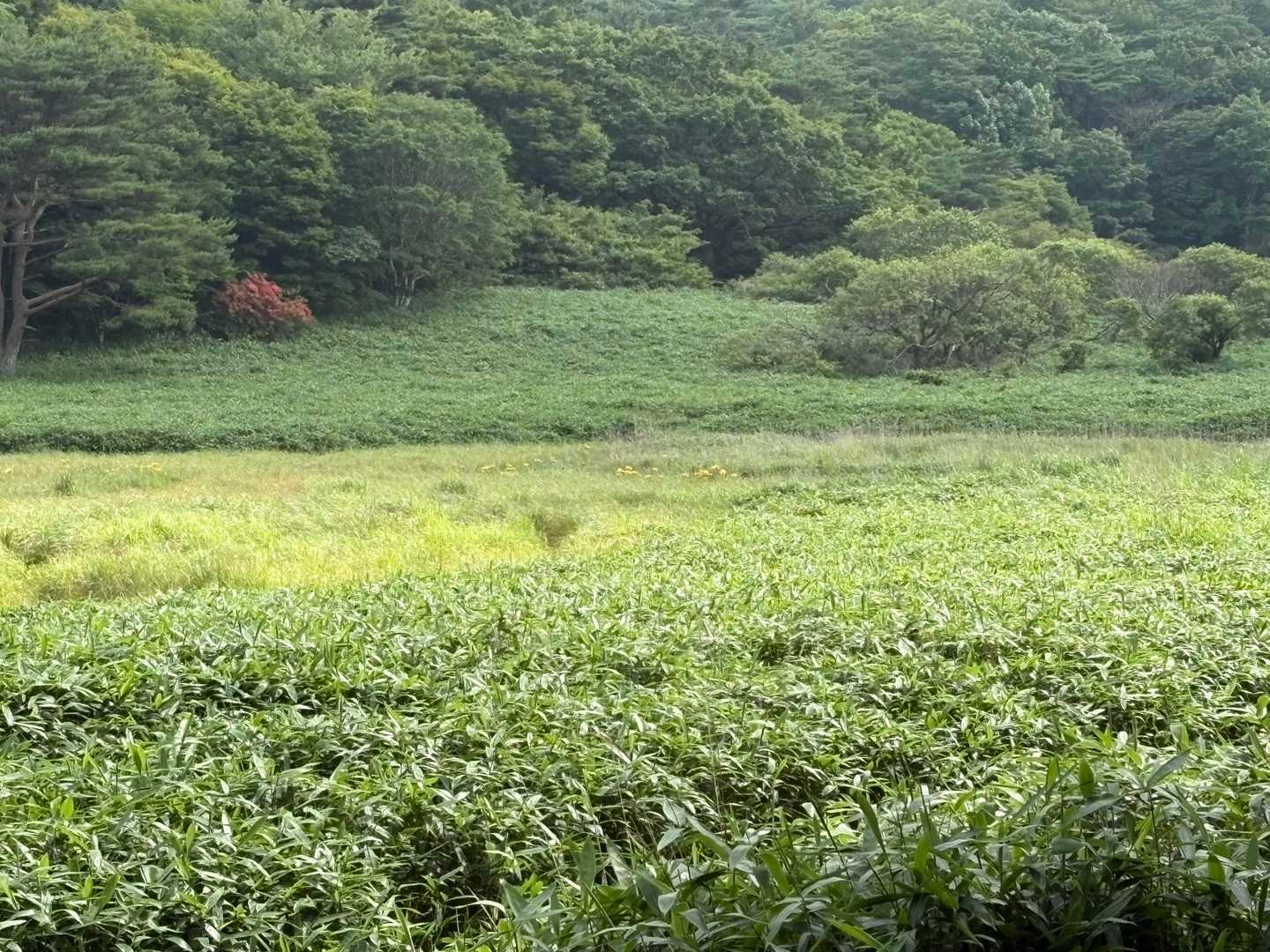 風穴登山口-皿ヶ嶺 周回コースの写真