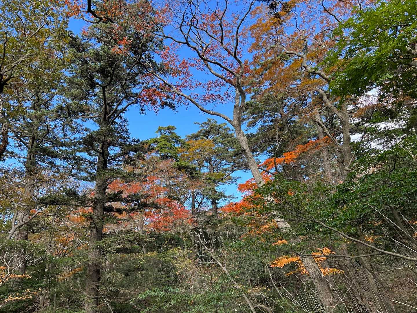 韓国岳登山口-韓国岳-大浪池-つつじヶ丘登山口-つつじヶ丘 周回コースの写真