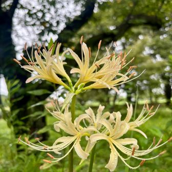 おっ？
これは黄色❓白❓の曼珠沙華❓
