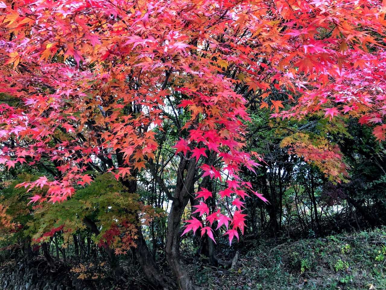 沓掛山往復 | 九州で最も歩かれているピークを目指すショートハイクの写真