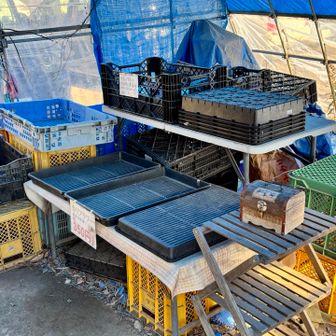 カリフラワー完売‼️😀
素晴らしい👏👏👏