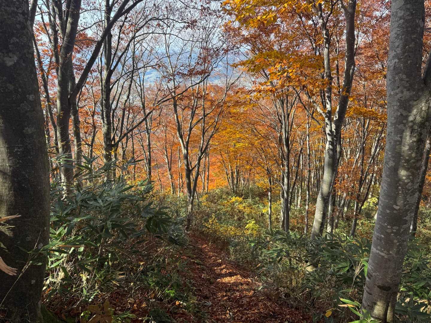 気持ちの良いブナ林。
そろそろ紅葉も見納めかな。