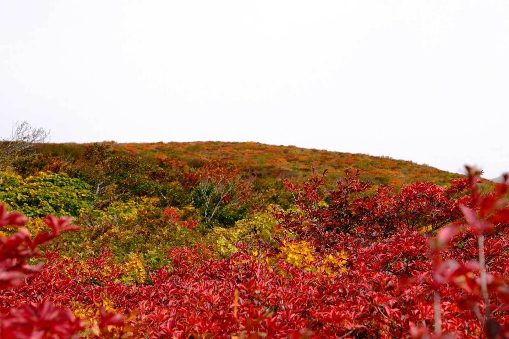 栗駒山 | 神の絨毯と称される圧倒的な紅葉美、山全体を染める極彩色のパノラマの写真