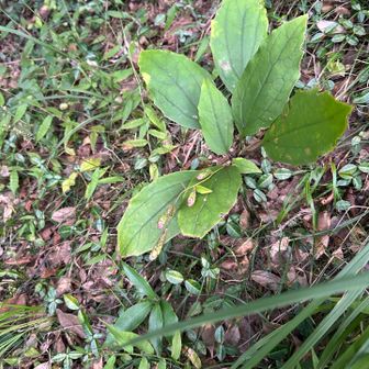 鷹取山展望台に上がる階段の植生保護地にカシワバハグマ発見。ツボミがついてる。