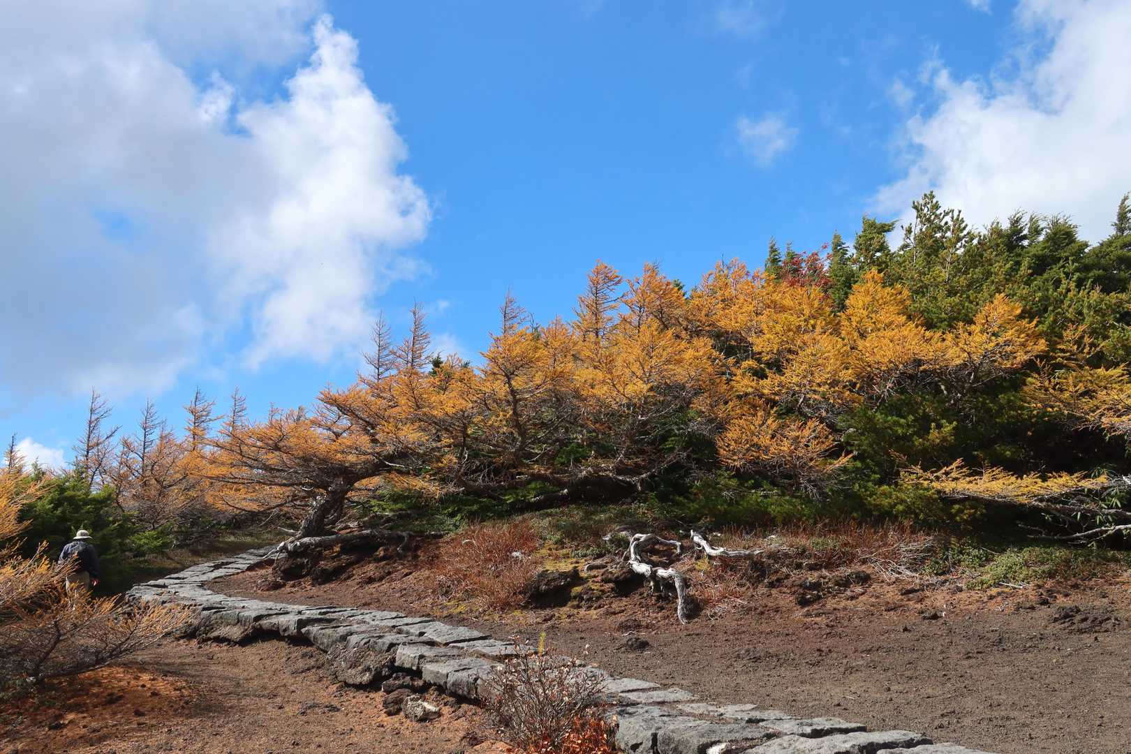 御庭バス停発着｜カラマツの富士山奥庭 往復コースの写真