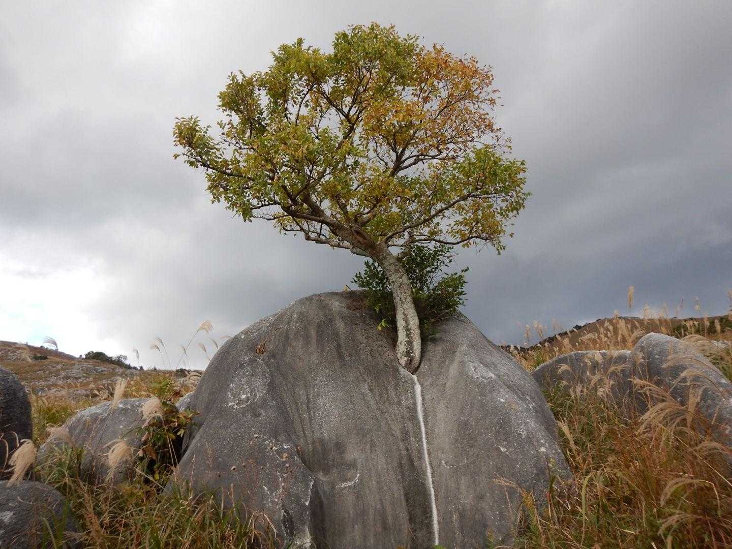 根性の木
