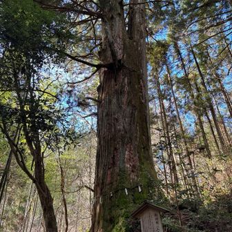 御神木！パワー感じる✨