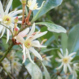 シキミさん✿.*･
マツブサ科シキミ属

マツブサ科とは？
被子植物のアウストロバイレヤ目に属する科の1つ、、🤔

アウストロバイレヤ目？
和名としてはシキミ目を充てることもある。とのこと🤗

仏前や墓前に供える仏花として知られるシキミ
お花は綺麗だけど、、秋に熟す八角形の果実は有毒⚠️