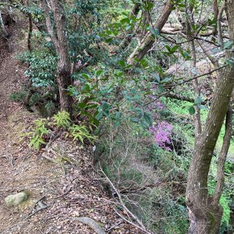 険しい崖の斜面にツツジがたくさん咲いてました🌸