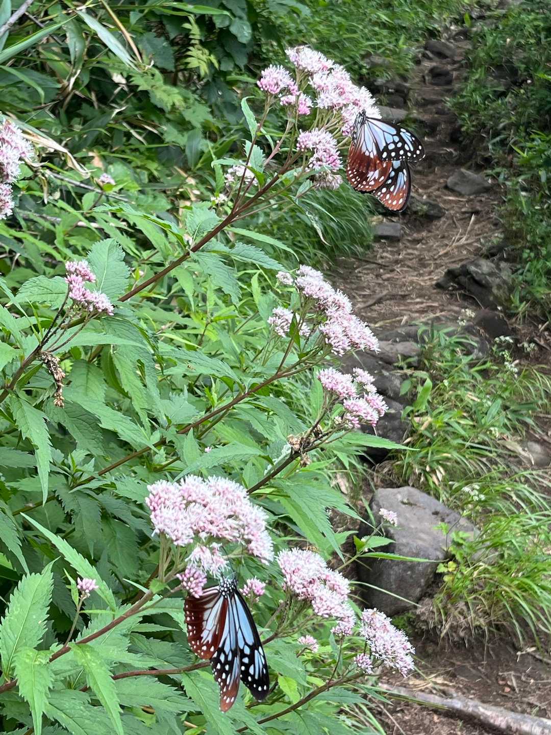 🦋　名前は知らない