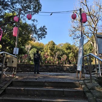 「真鶴しだれ桜の宴」