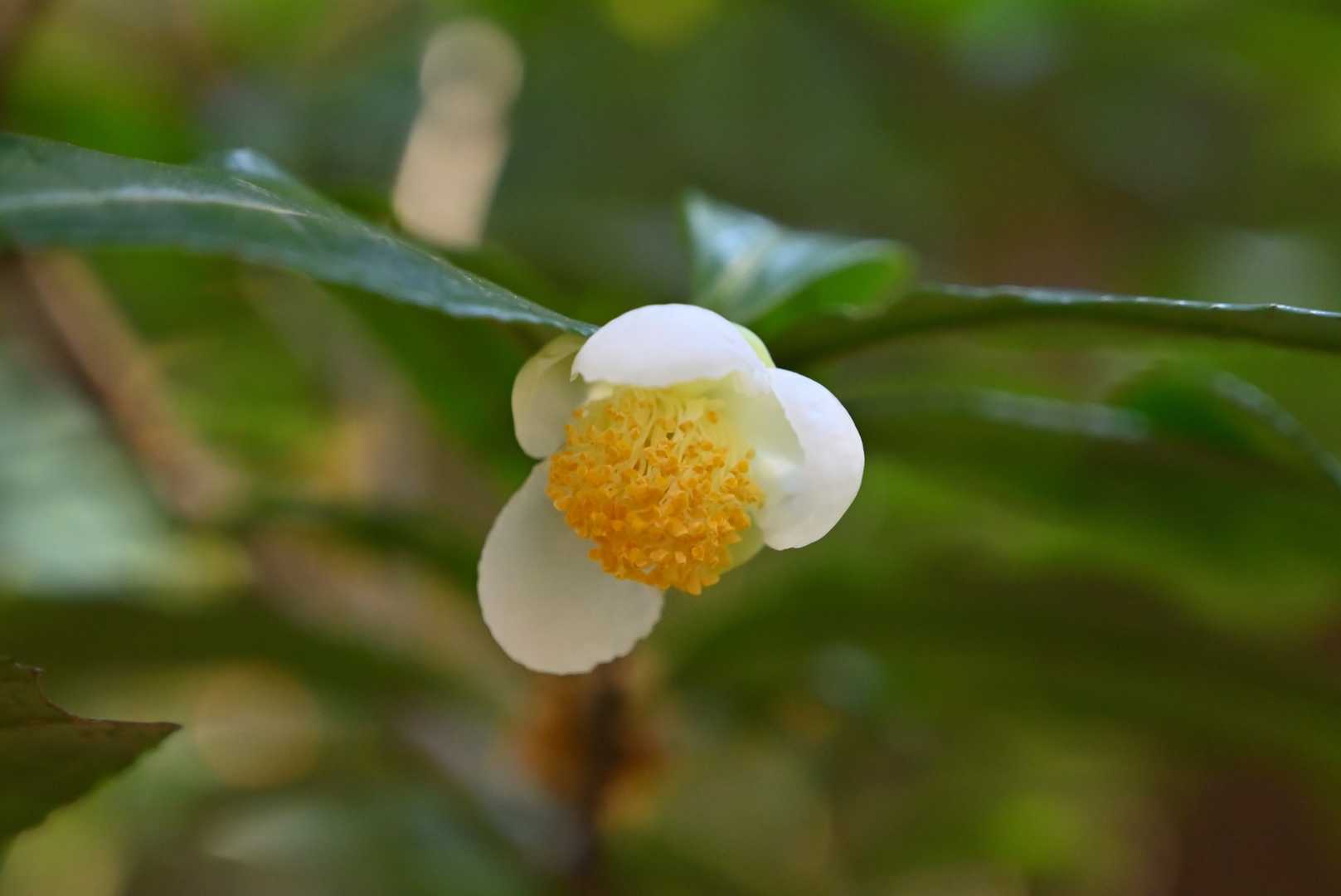 お茶の花らしい。