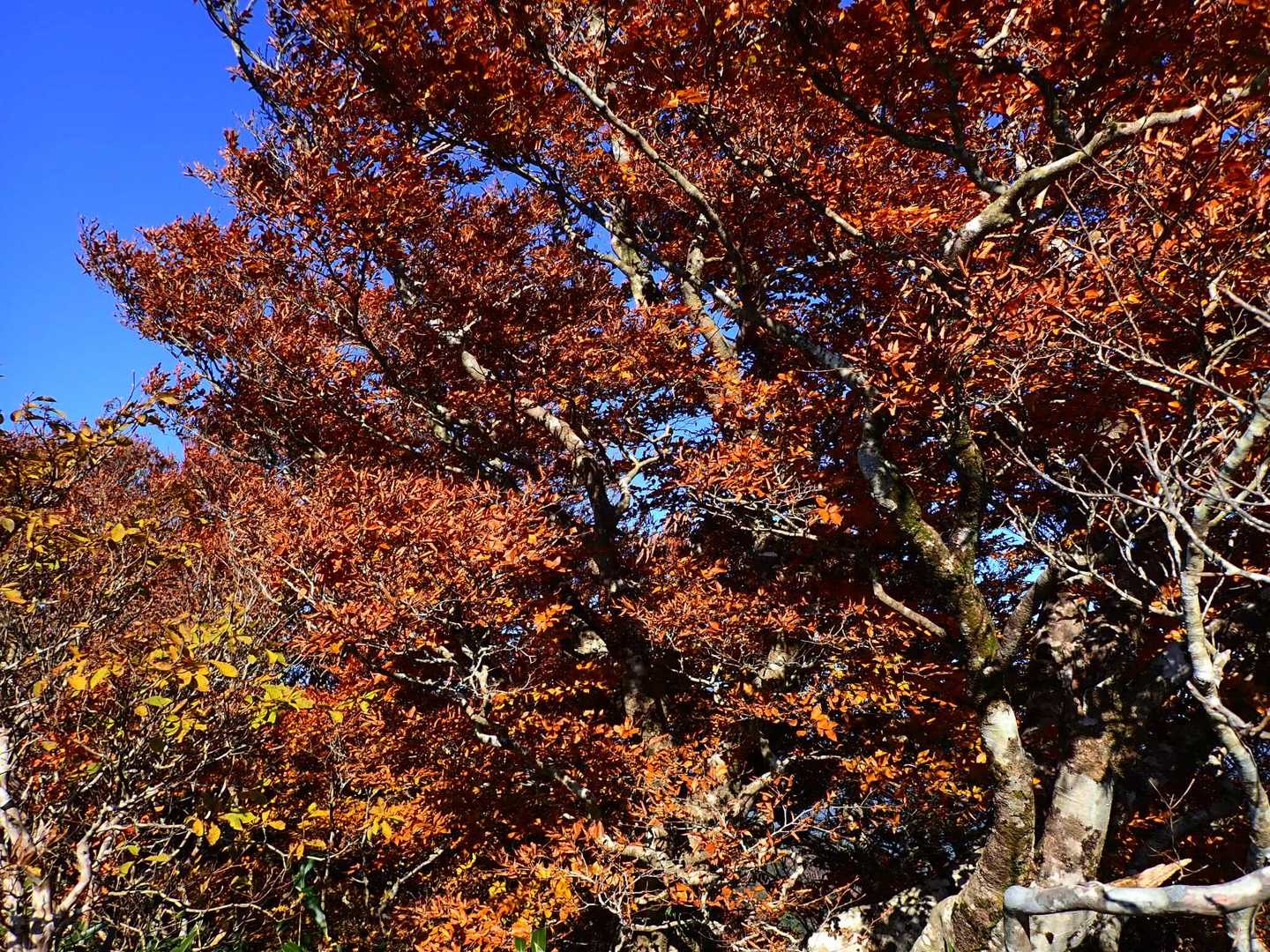 野地峰-黒岩山 往復コースの写真