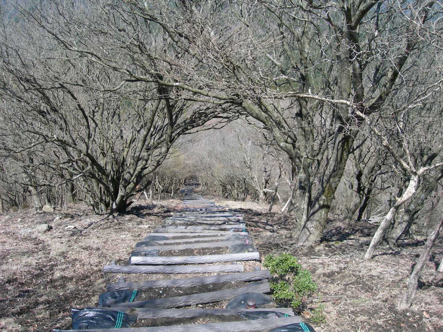 尼ヶ岳 往復コースの写真