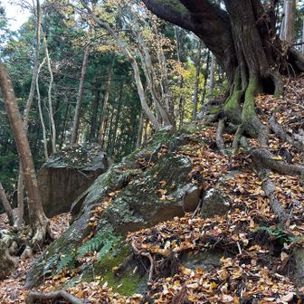 この下に林道があるから降りそうになるけど、正規ルートは真っ直ぐ。