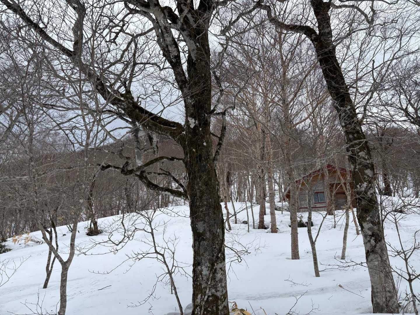 鶏頭山 往復コースの写真