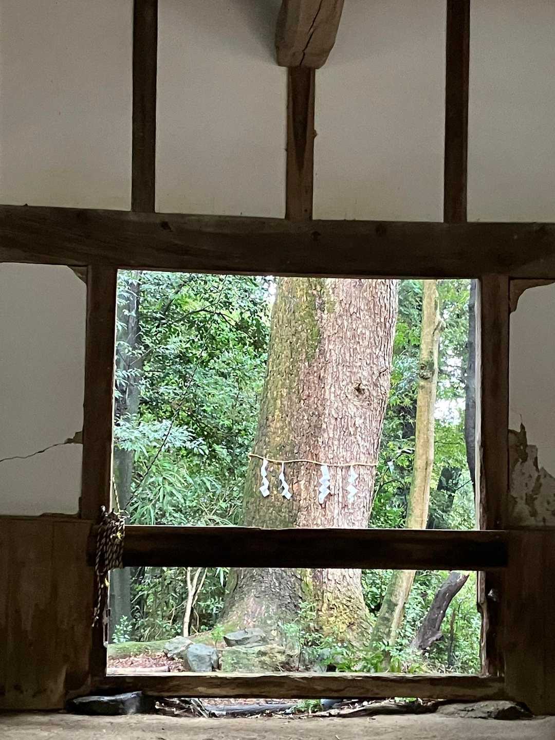 酒解神社⛩️ 御神木かな？