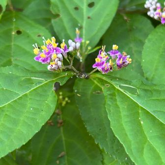ムラサキシキブ(紫式部)も次々と開花