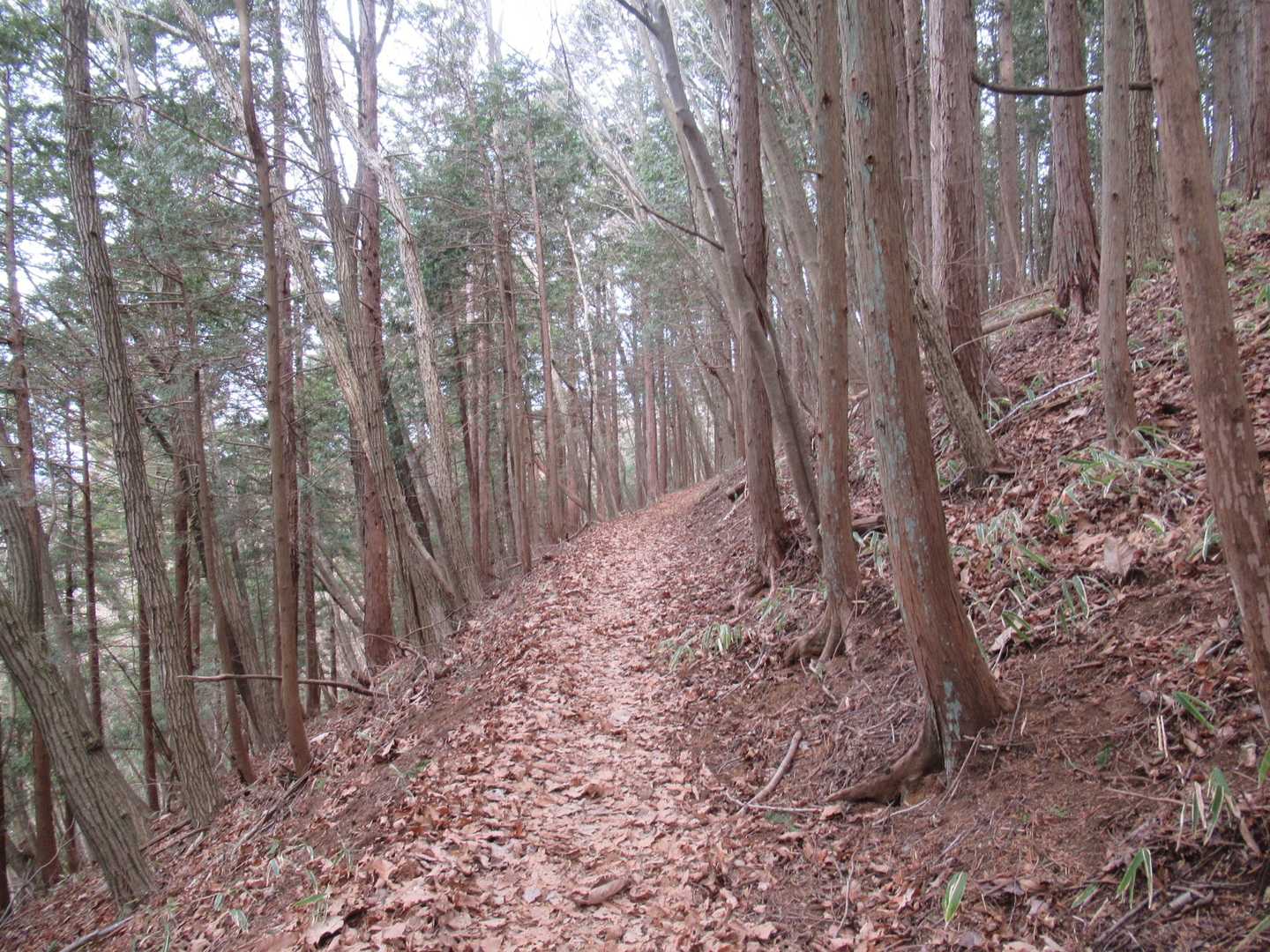 なだらかですが、ほんの少し片斜面で落ち葉で滑らないように注意⚠️