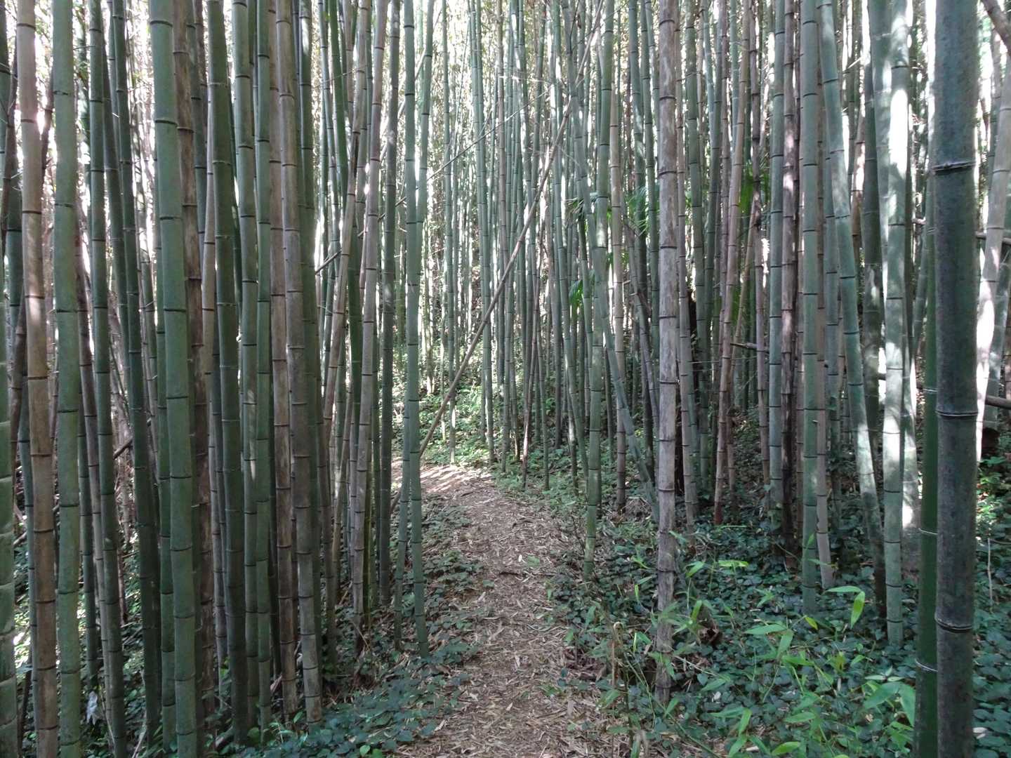 富士山 往復コースの写真