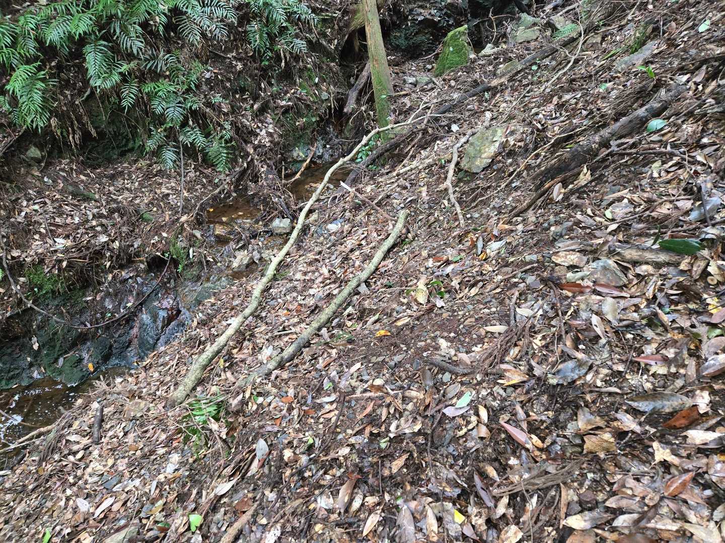 突如ガサガサ上から大きな音がして
真ん中の枝が落ちてきた😱
🐻？🐵？🦌？🐗？
獣の鳴き声も匂いもしない…
マジでビビりました😭