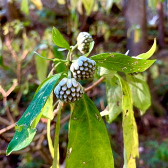 ミツマタ　3月から4月頃にまた来よう