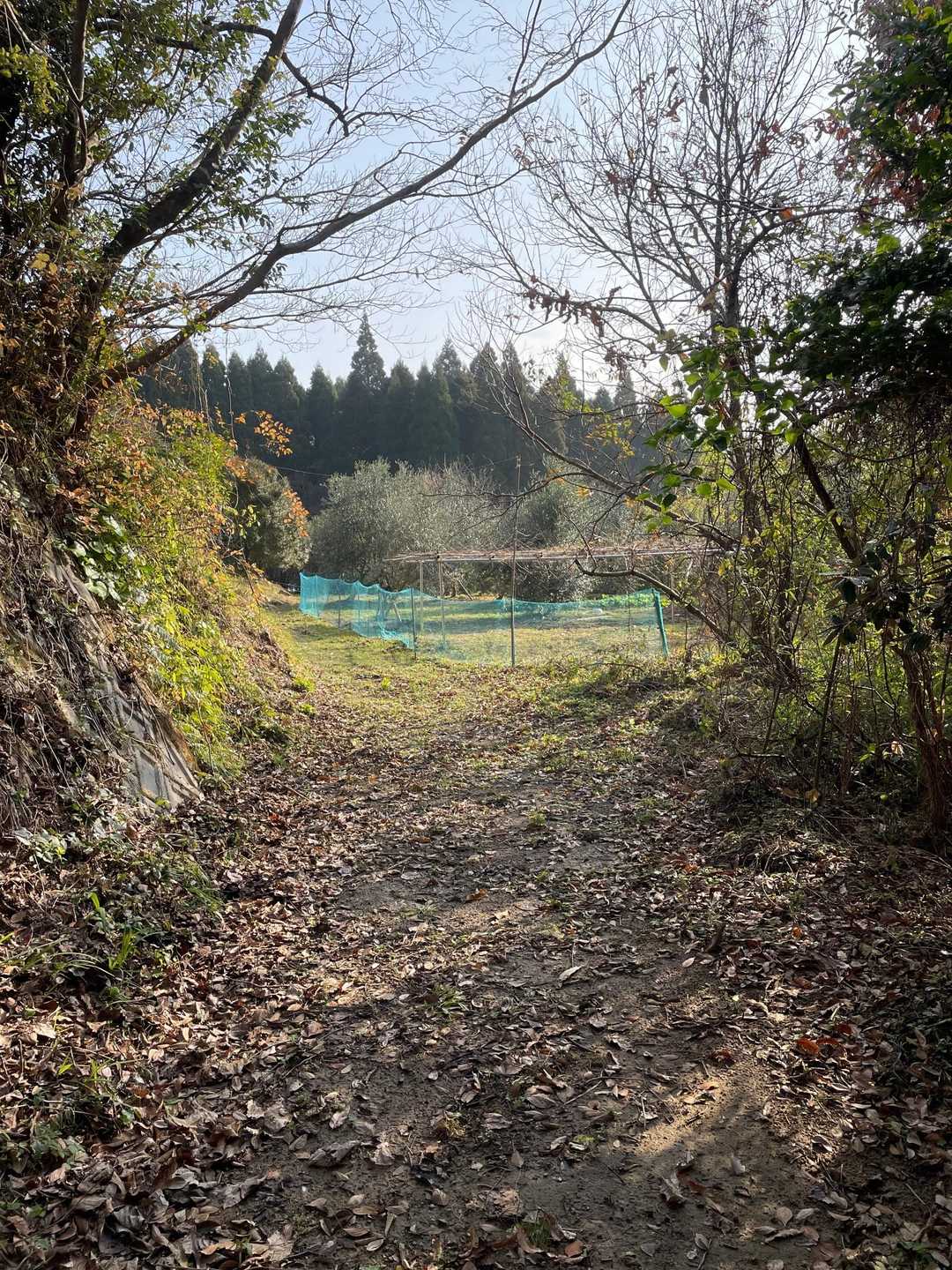 牛頭野岡 登山口-牛頭野岡-牛頭野岡 登山口 周回コースの写真