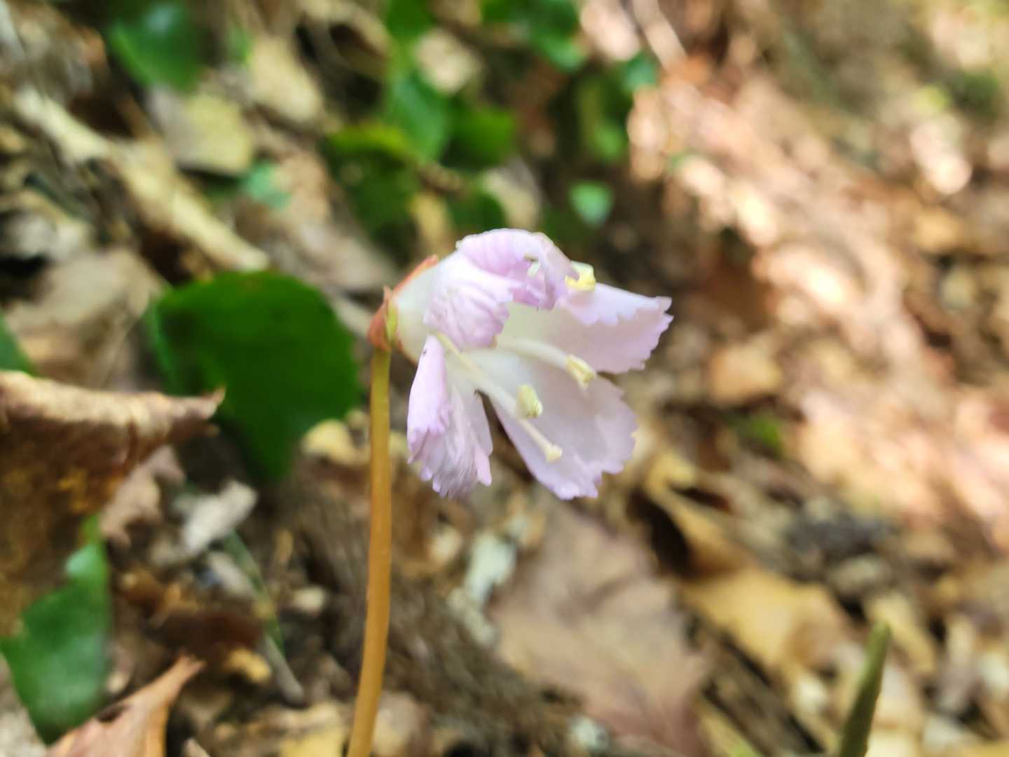 今年初めて