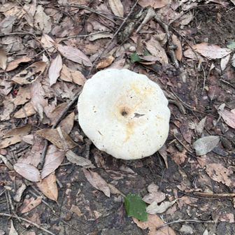 雨が降ったせいかスクスクと🍄‍🟫