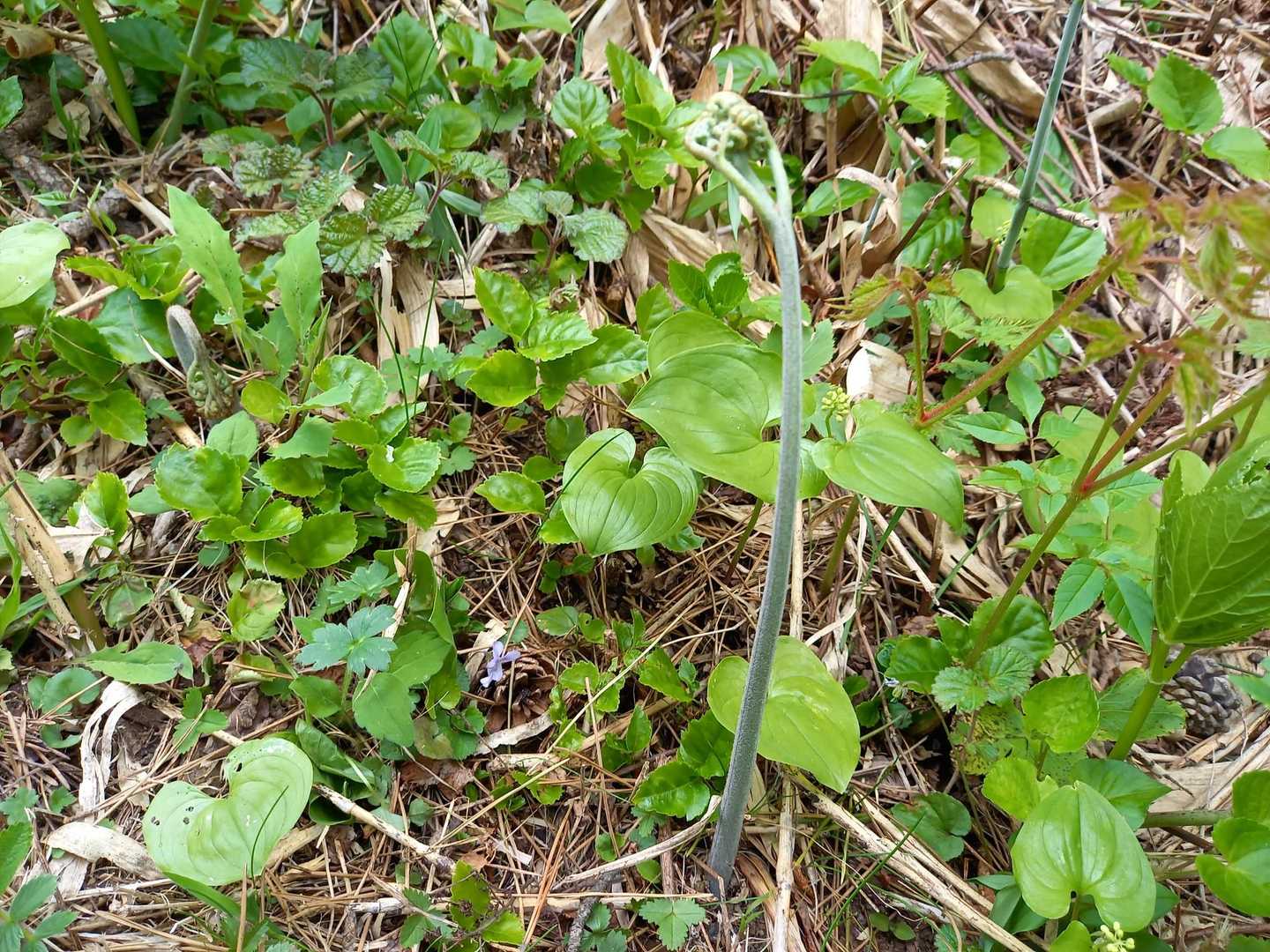 ワラビ👀
山菜採りの方とスライド