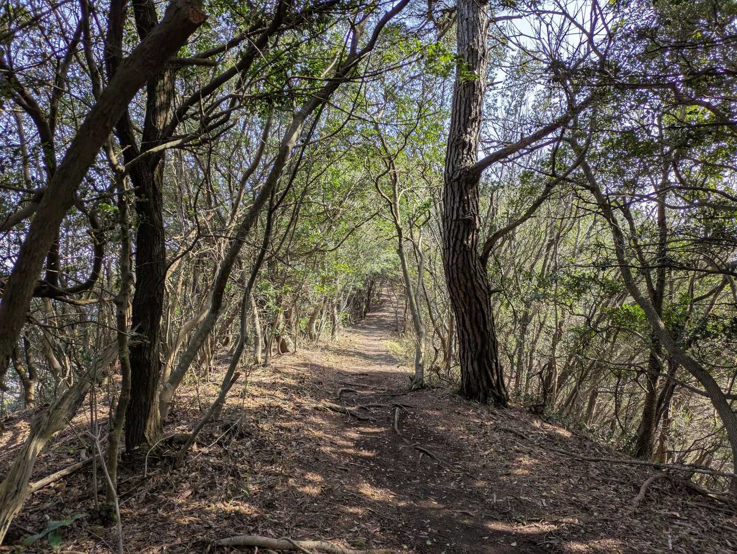 木のトンネル
気持ちいい登山道です。