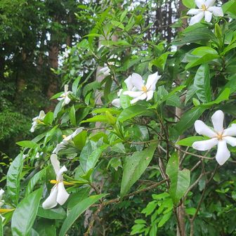 クチナシの花