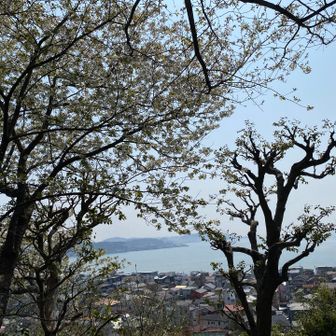 境内の散策路にも🌸、その先に🌊。アジサイ以外もいいですね