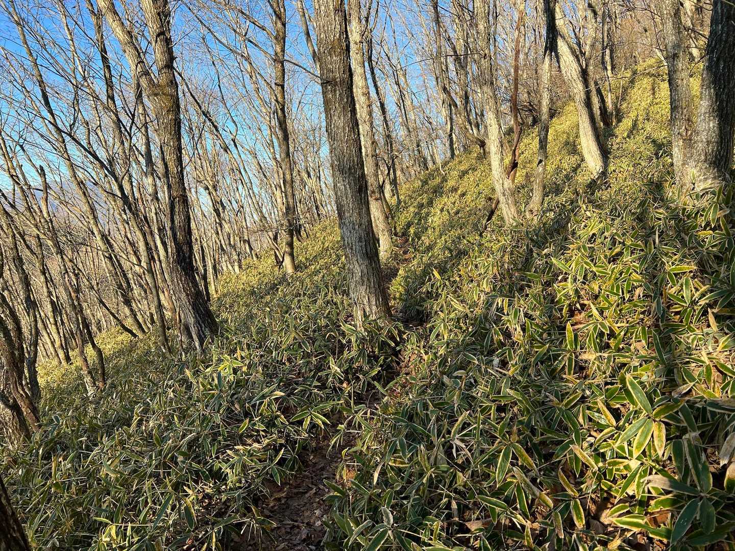 つづら折りの登山道です
直登してる踏み跡もありますが、登山道保護の為ジグザグに歩きましょう(o･v･)♪とのことです