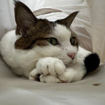 にゃんころ