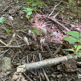 名前わすれたけど、メンバーさん曰く「ユウレイソウ」らしい。