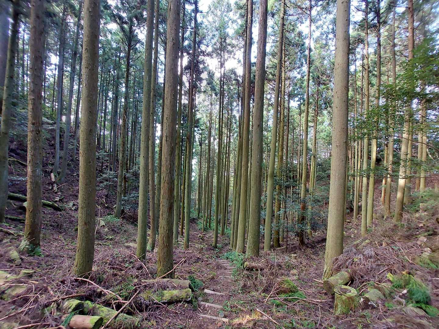 帰りも気持ち良い森林浴🌲✨をしながら🚶‍♀️🚶‍♀️