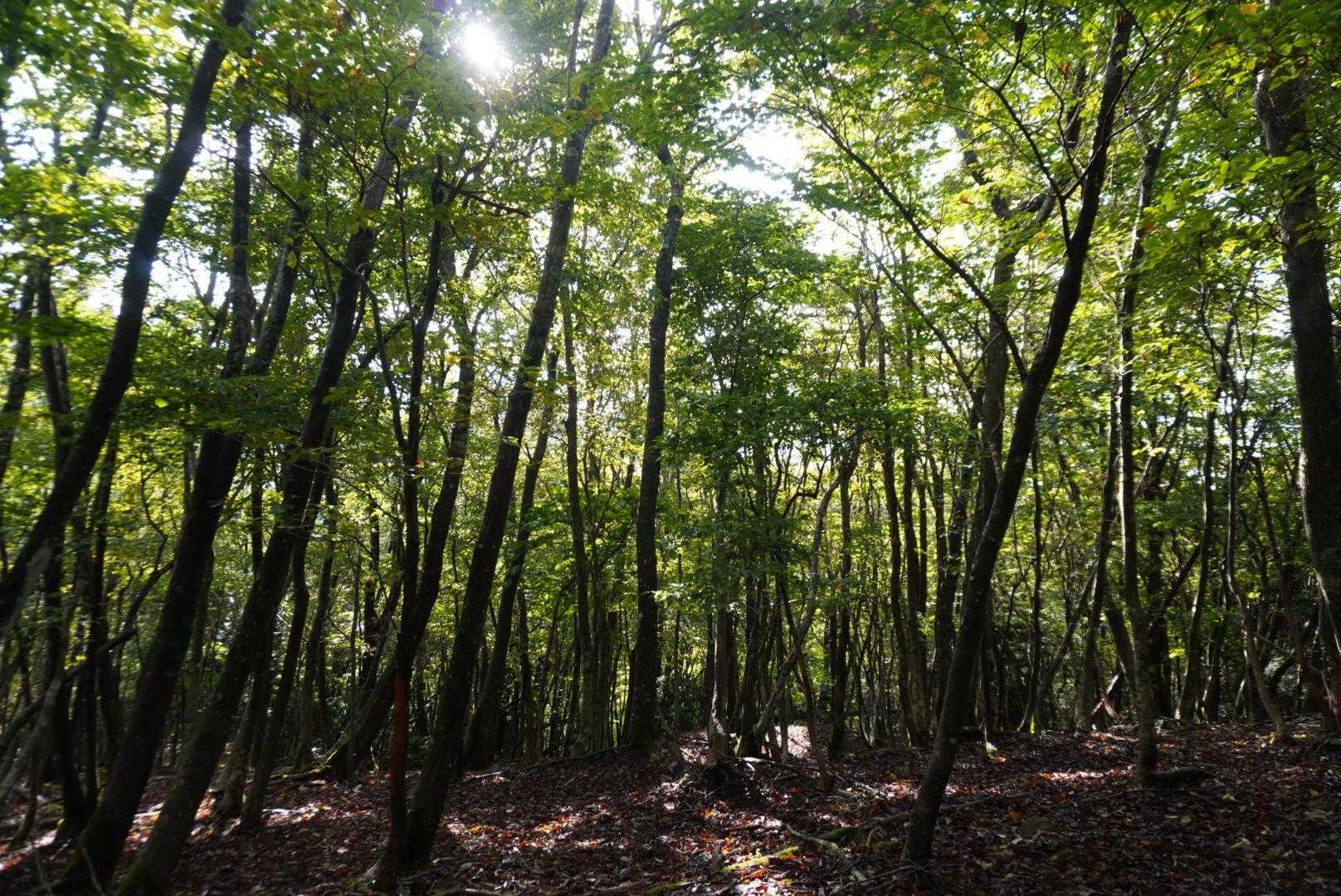 那岐山登山口-滝神社-滝山 往復コースの写真