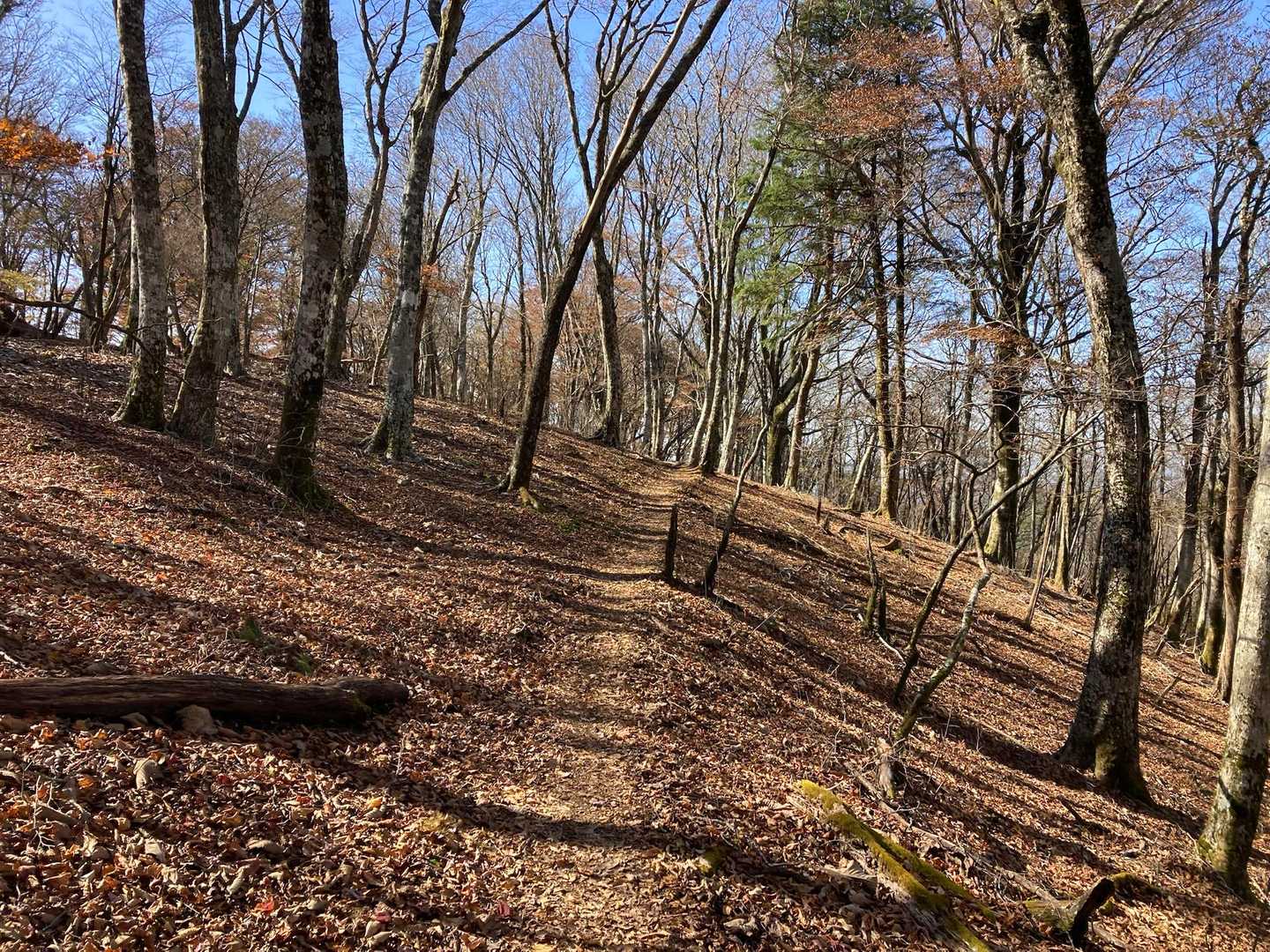 登山道沿いはキレイな紅葉🍁が少なかったけど、