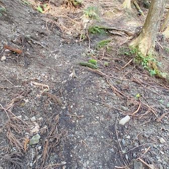 お約束の「登山口直後の急登」です。