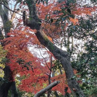 紅葉の森も期待出来る！