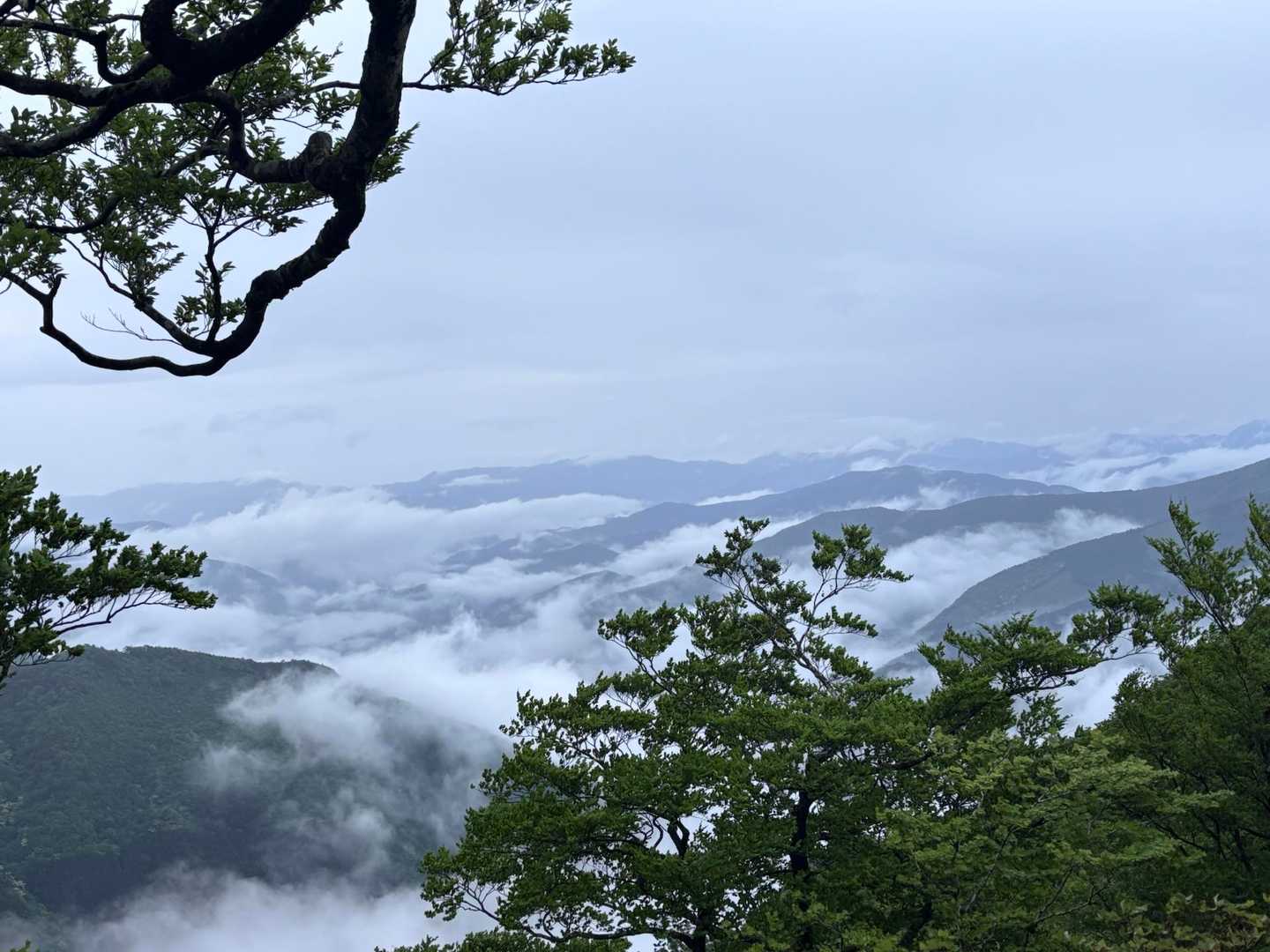 お花はないけど、雲海のご褒美