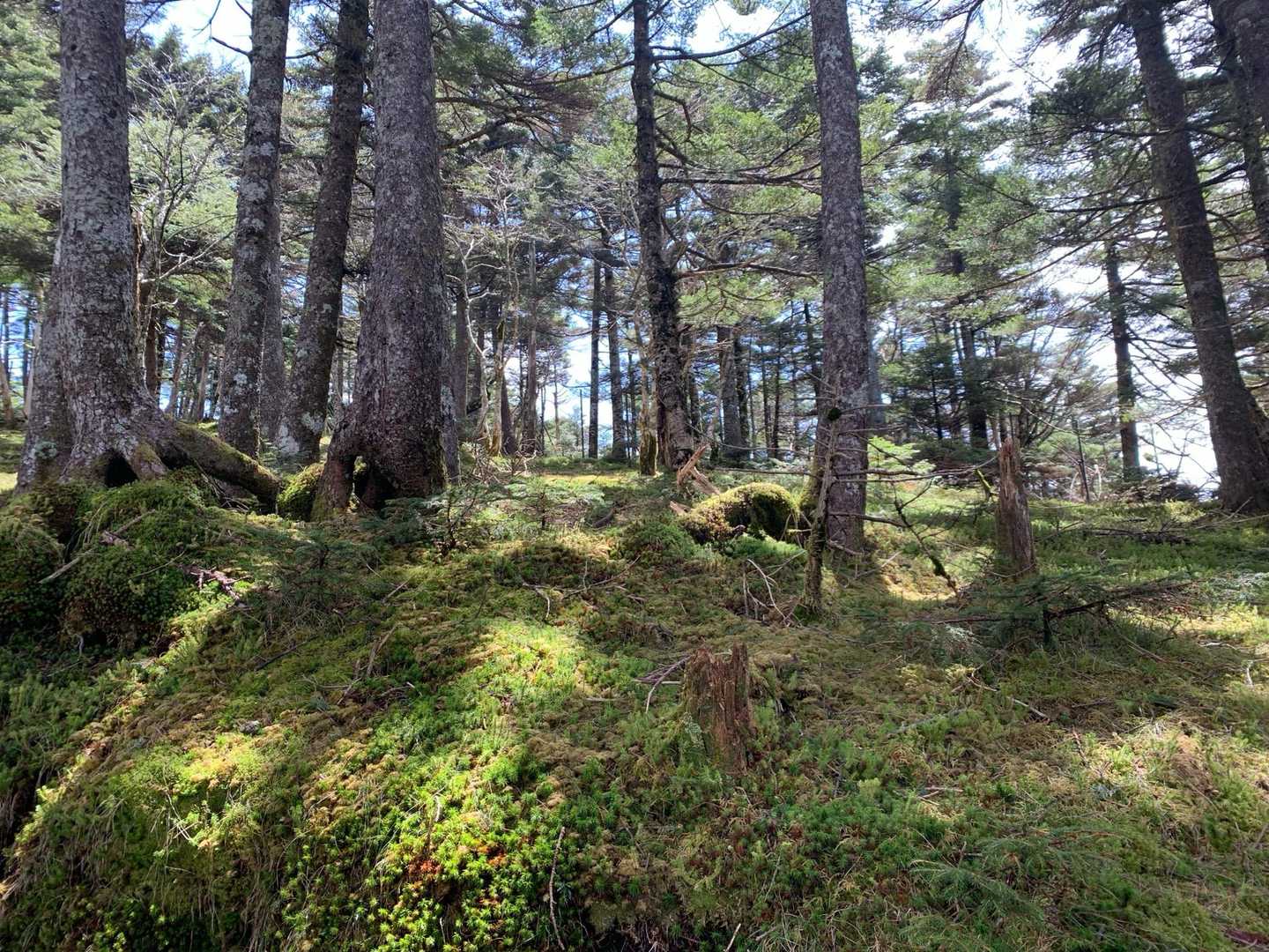 天気予報通りに天気も回復し、日の光を浴びる苔が美しい✨
聞いていた通り、良い森です🌳
