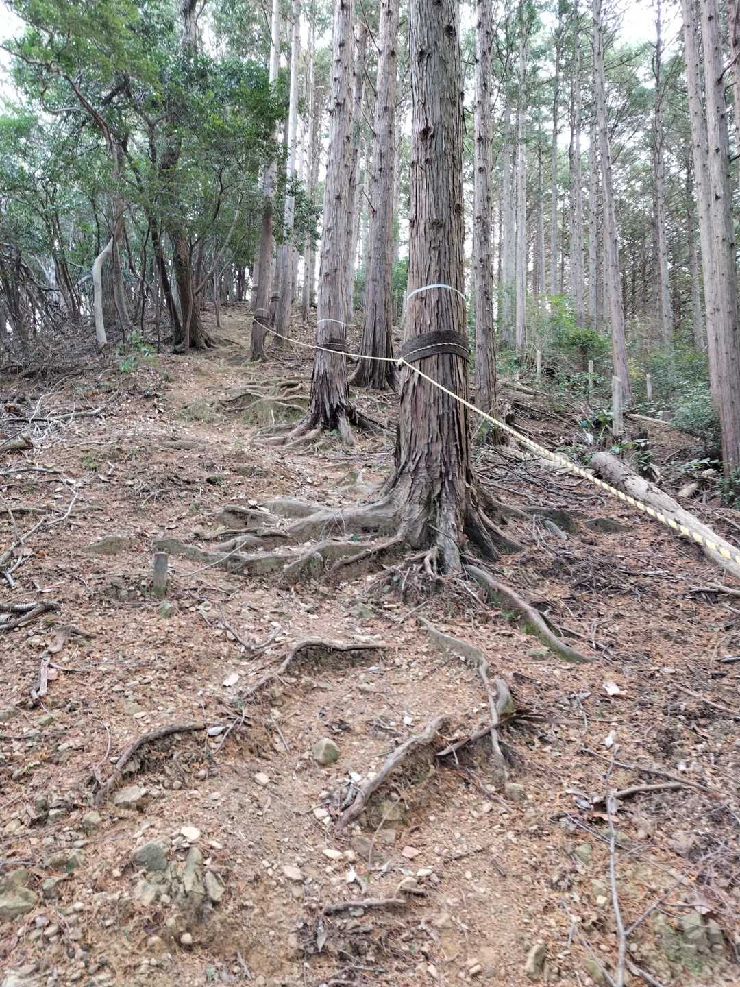 けっこうな急登💦登りは握らなかったけど…下りはあると助かるトラロープ✨