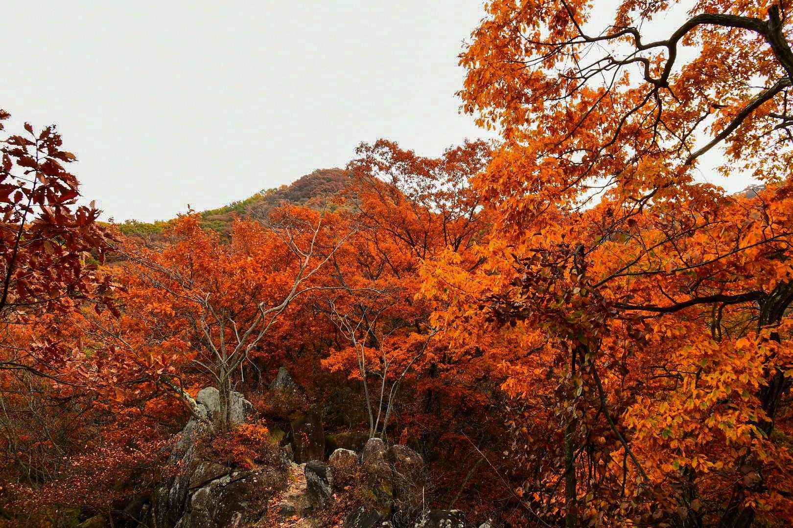 雁田山 縦走コースの写真