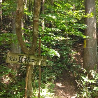 クマらしきウンチは登山道に１箇所あったな🤔