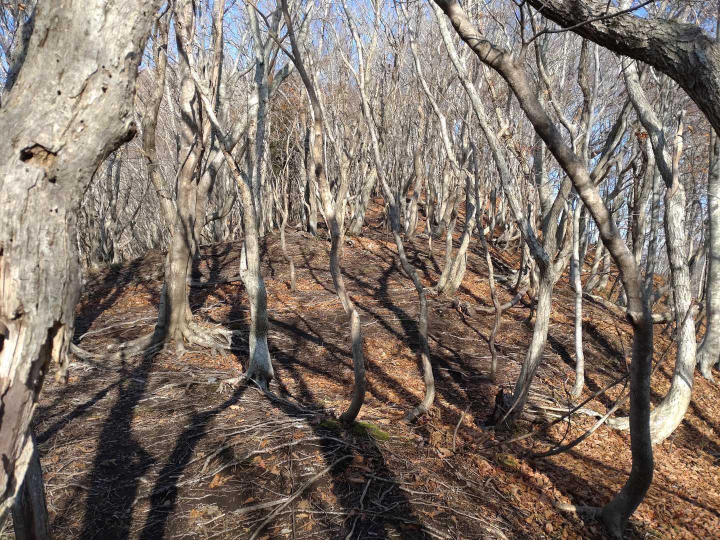 木の間を縫って歩くのめっちゃ楽しい♪
ただ風が凄いので寒い🥶